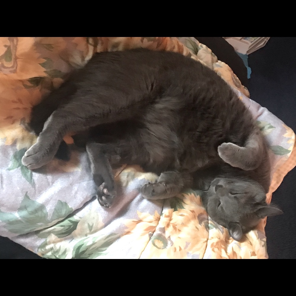Jasper